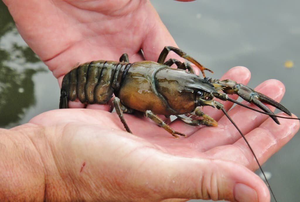                          Общественное бытие определяет наше сознание