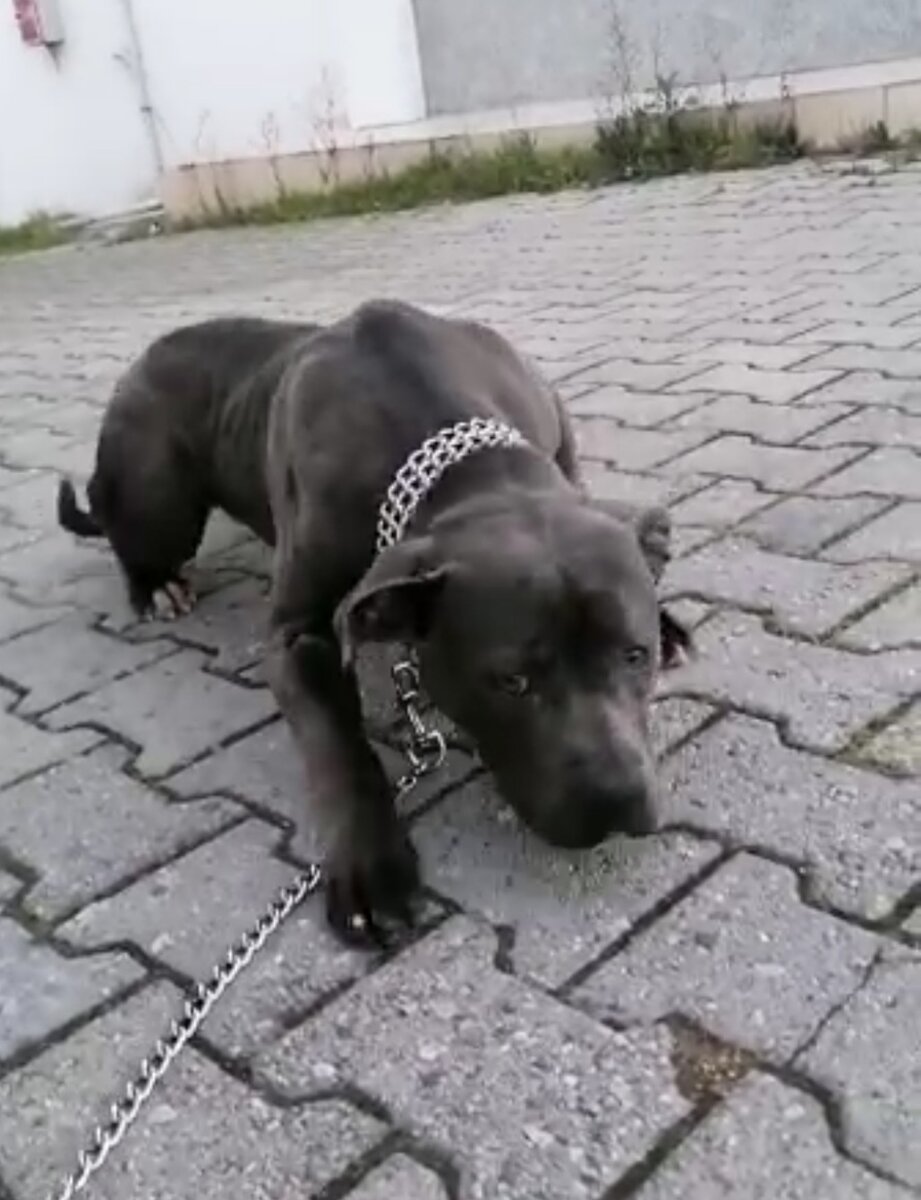 Вот такую несчастную её сдали в приют...