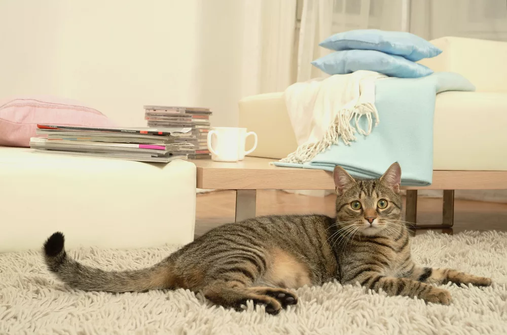 Причины, по которым кастрированный кот начинает метить в квартире