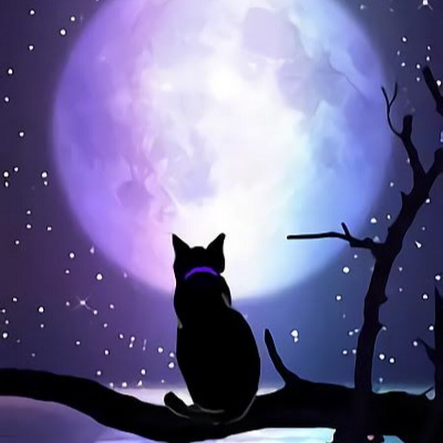 Кошка на фоне луны картинки