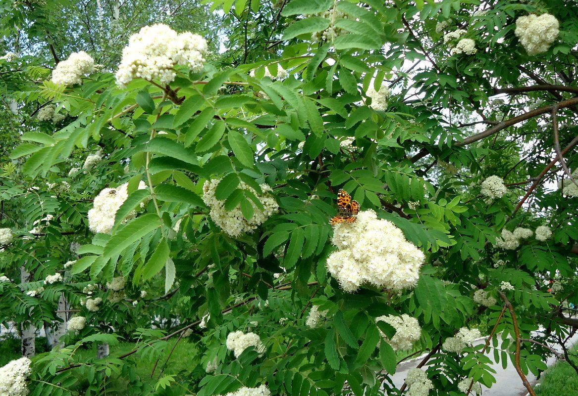 фото взято с Яндекс картинки