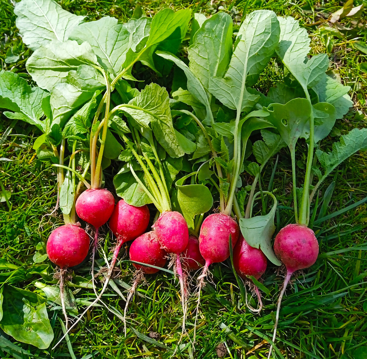 редис краснодарский. краснодарская дуро семена редиска. редис сорт дуро. семена. черриэт f1.