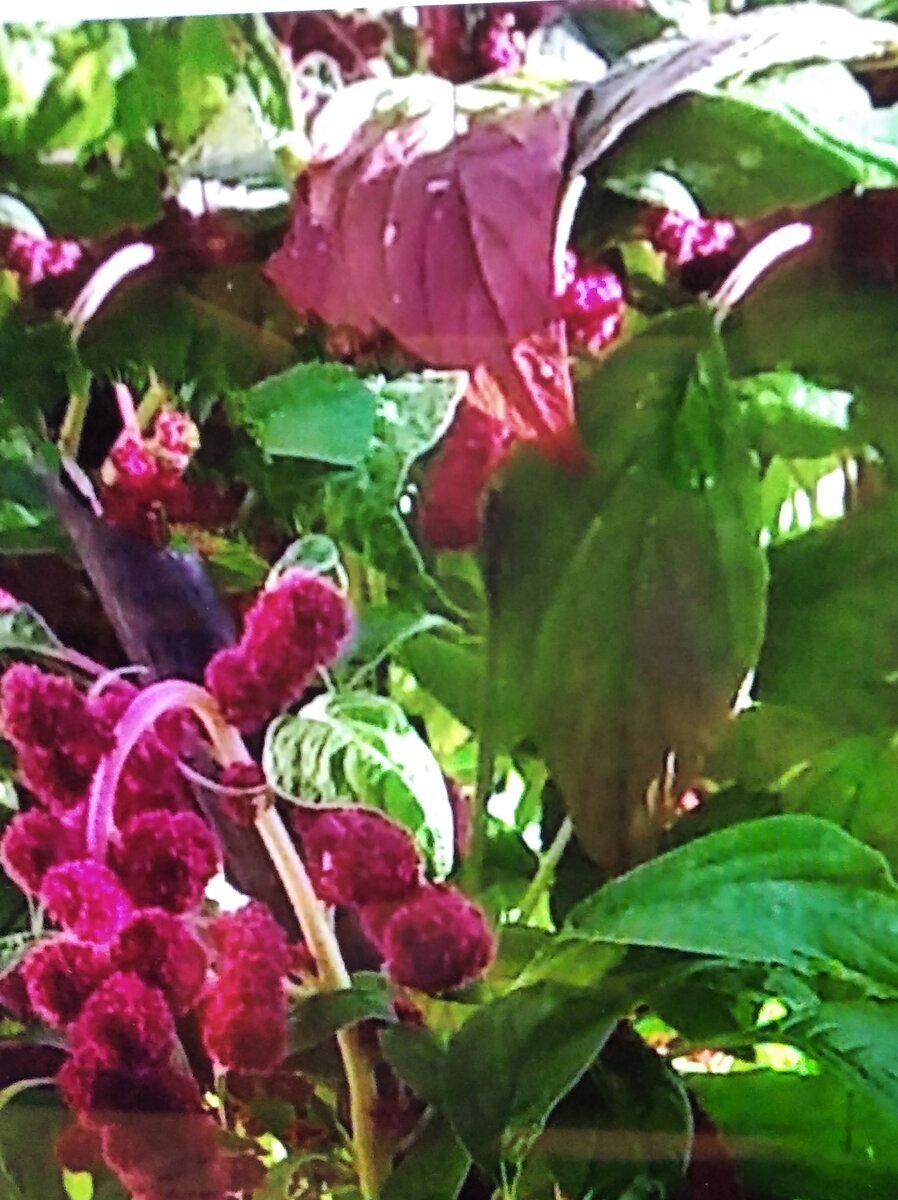 Амарант фото автора