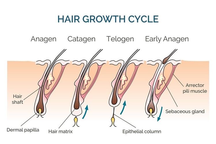 Фото взято с https://pin.it/gPvlmf0