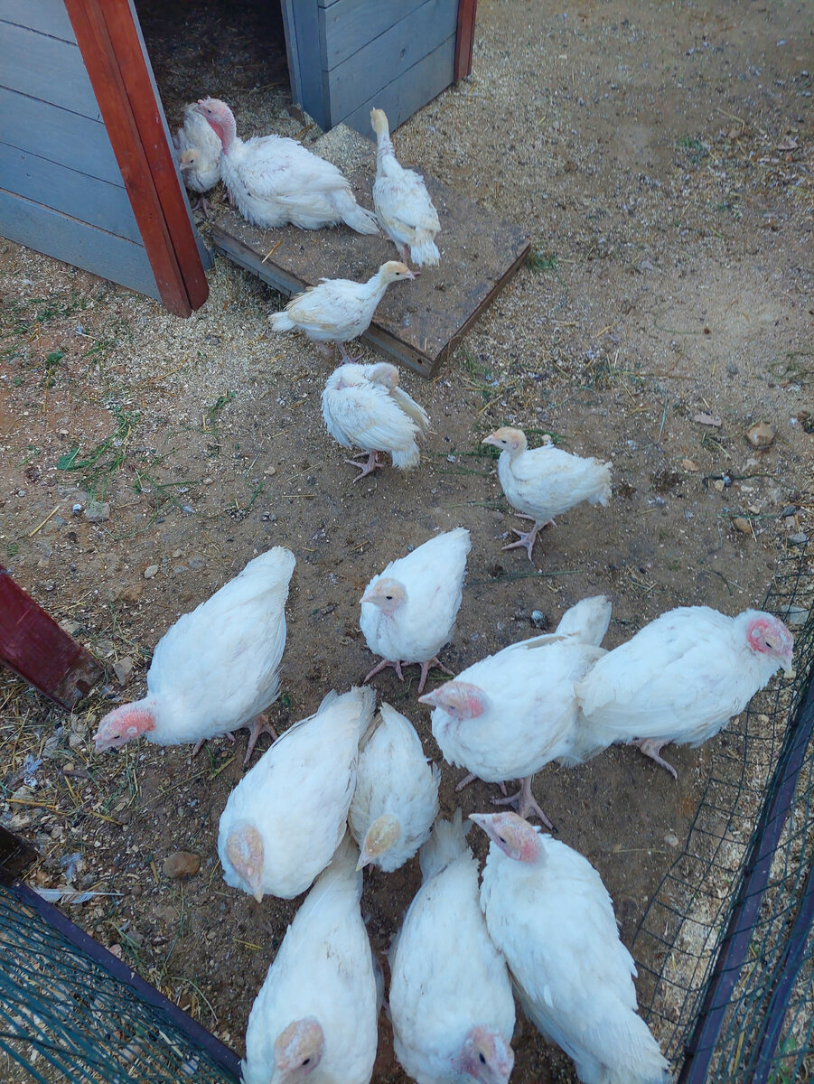 Индюшиная компания из разновозрастных индюков.