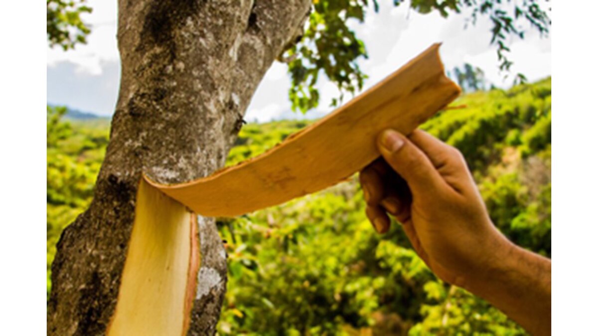 Кора хинного дерева спасла миллионы жизней. Сейчас ее используют для производства тоников и не только. Вермуты, биттеры, джины - вот далеко не полный список, куда добавляют натуральный хинин.