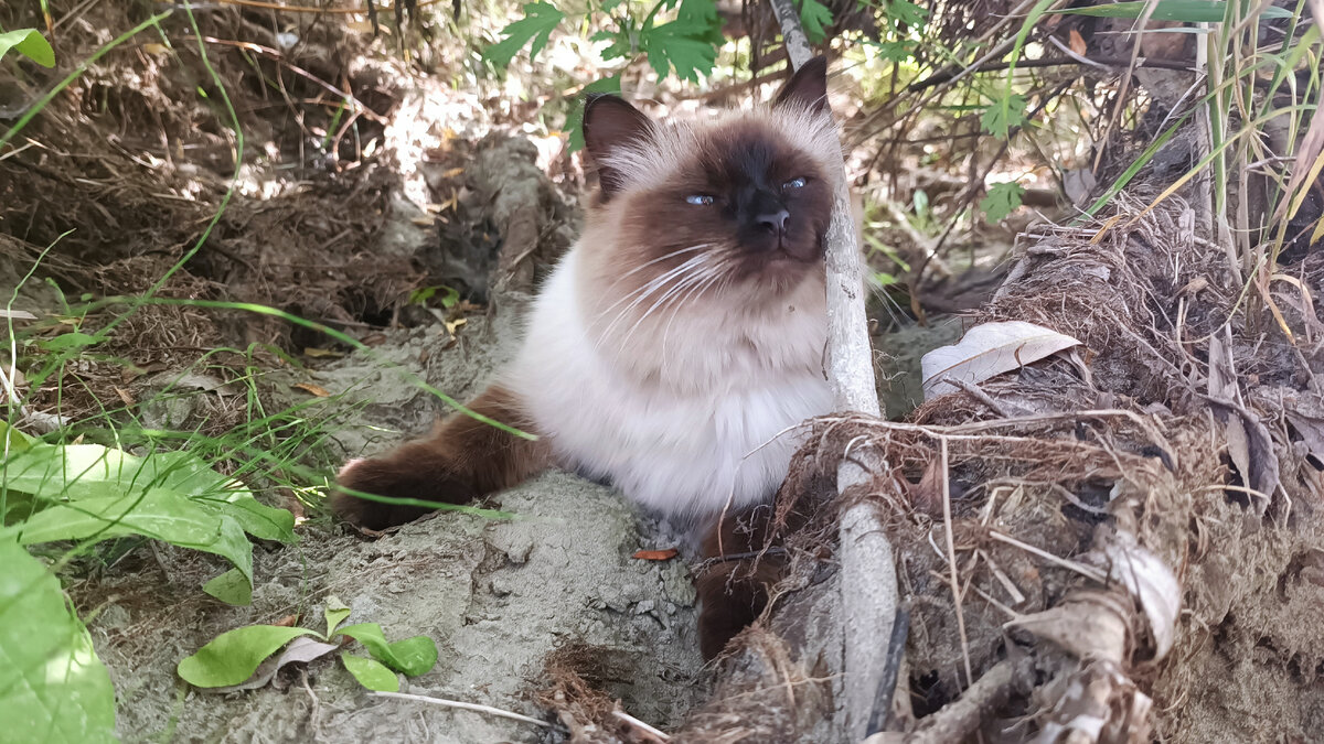 Такая смешная тут, на поросёнка какого-то похожа 