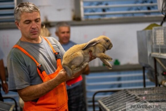 Единственное предприятие, где кроликов разводят в промышленном масштабе Фото Максим Буданов.