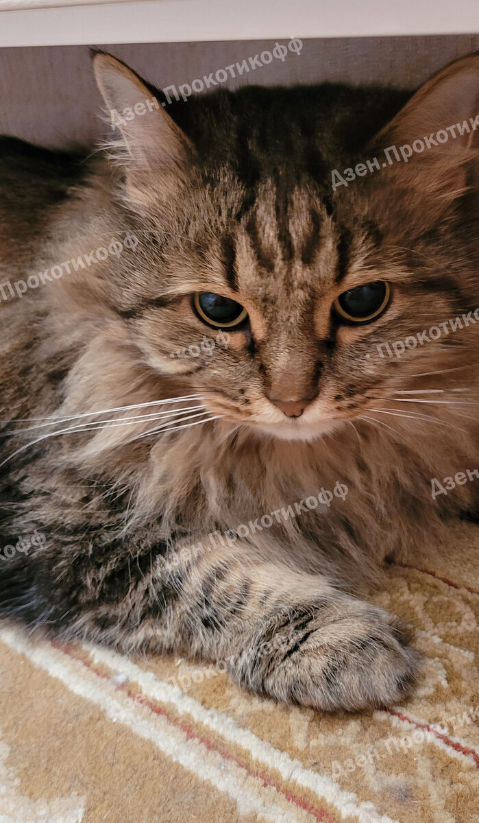 Фото Вениамина Карловича старые, но, поверьте, за полгода ничего не изменилось! Он всё так же прячется за кресло, всё так же пушист и прекрасен!