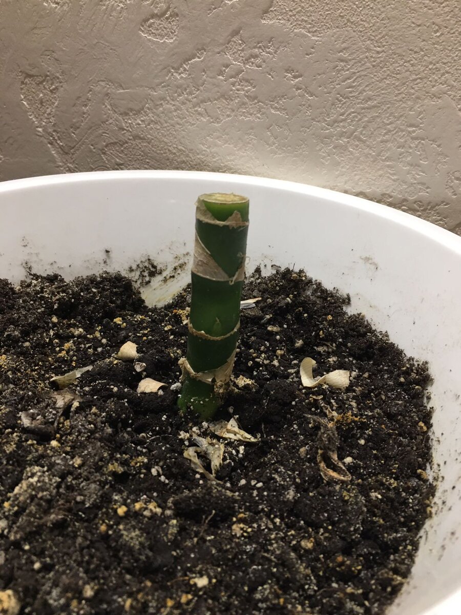 материнское растение