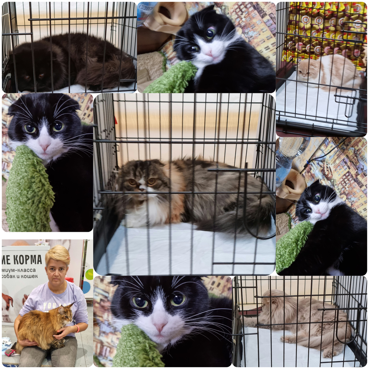 Сравнение, моя черненькая вислоухая и выставочные кошечки . Для меня лучше моей нету никого. Но большие кошечки тоже очень красивые.Заводите себе кошечек.