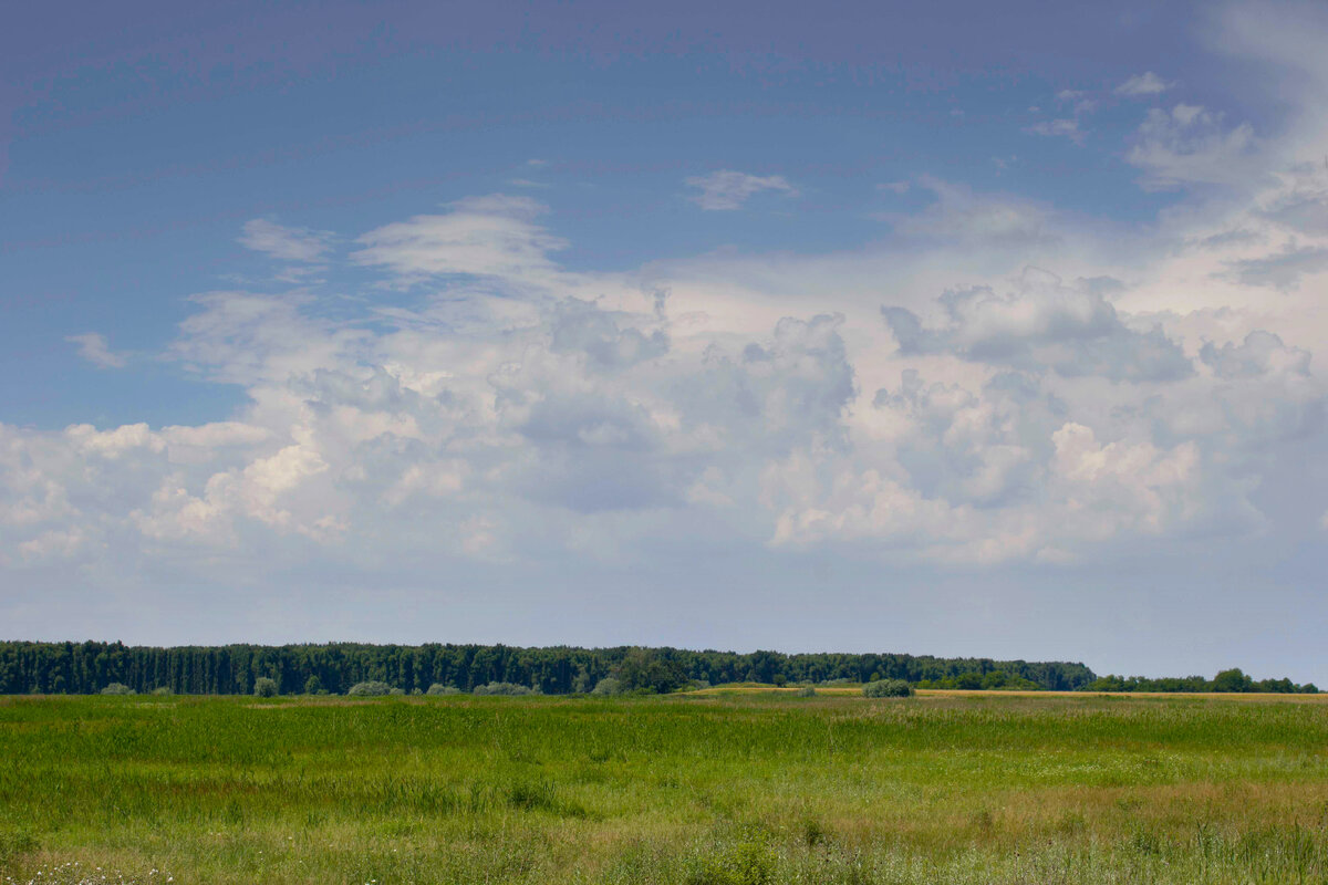 Пойма Кубани у поселка Белозерного 