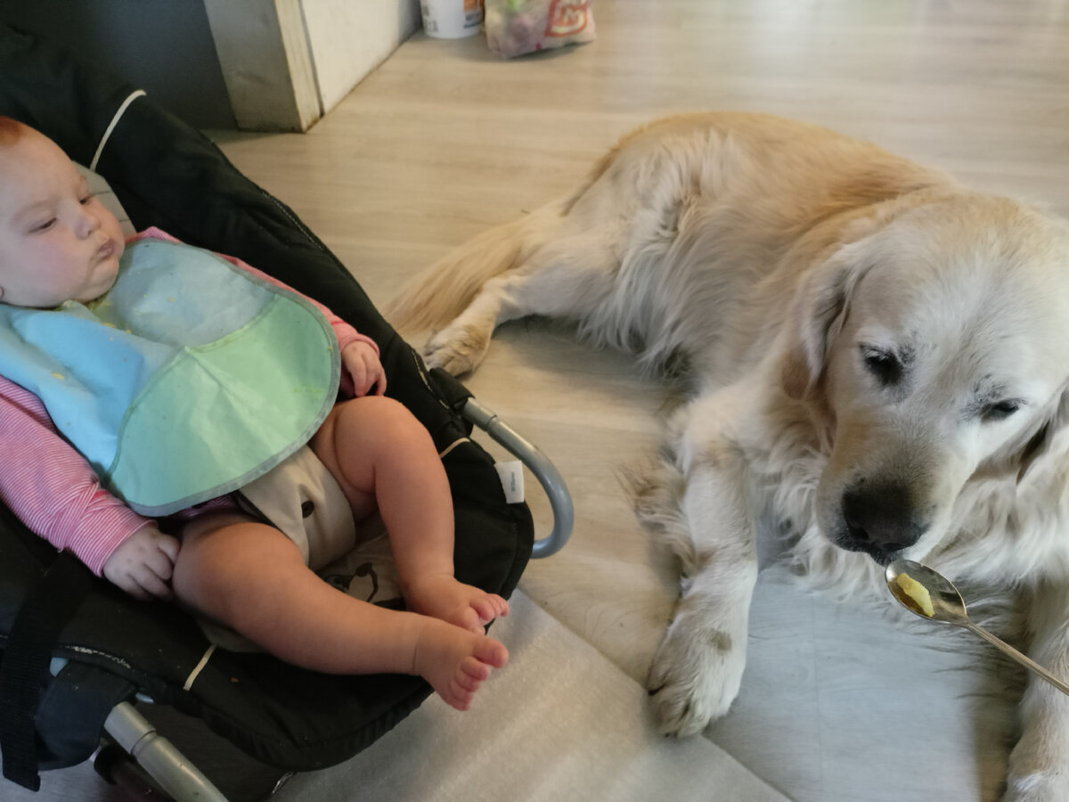 Даже с ложки готов