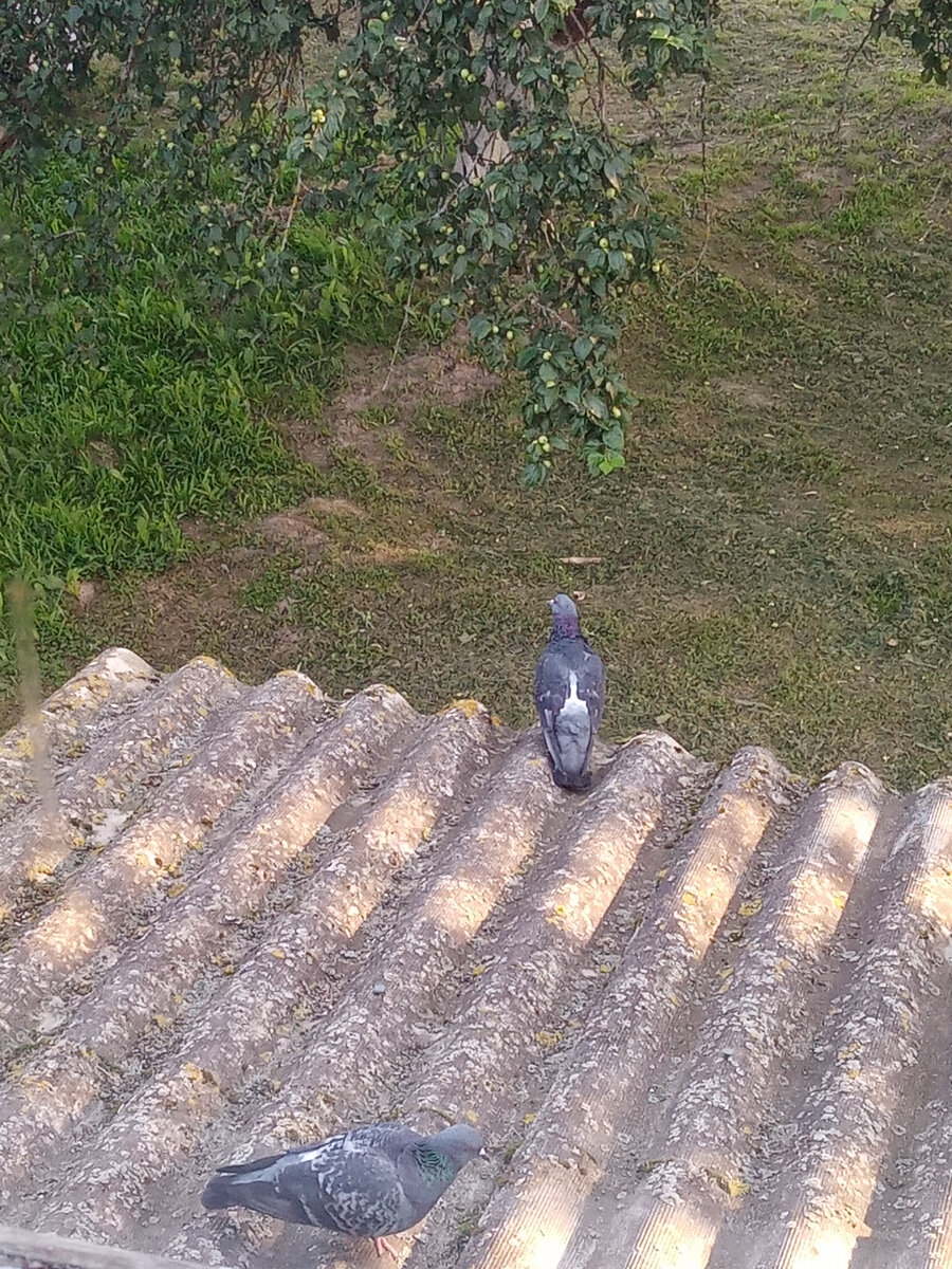 Голуби жили бок о бок с нами в прямом смысле