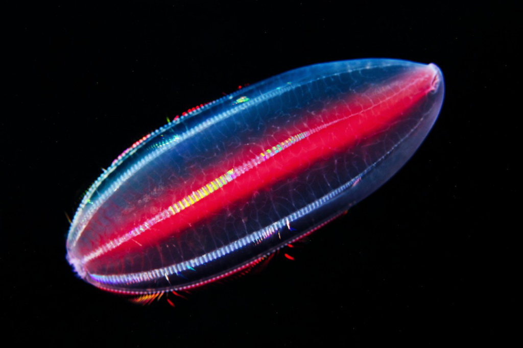 На фото: морское животное гребневик (Beroe abyssicola). Автор Александр Семенов.