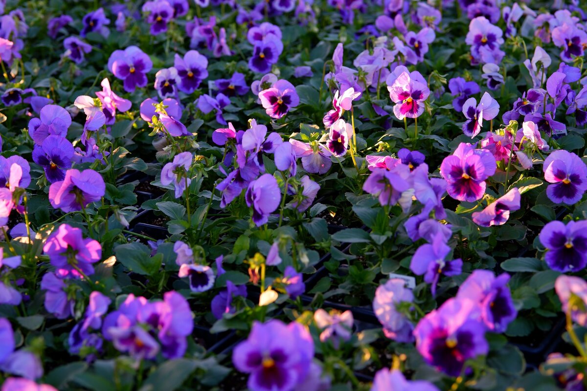     Выращиваем дома любимцев прохладной погоды - анютины глазки!