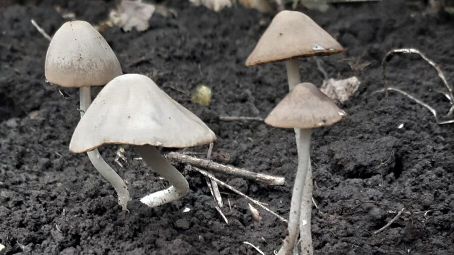 Вредный белый