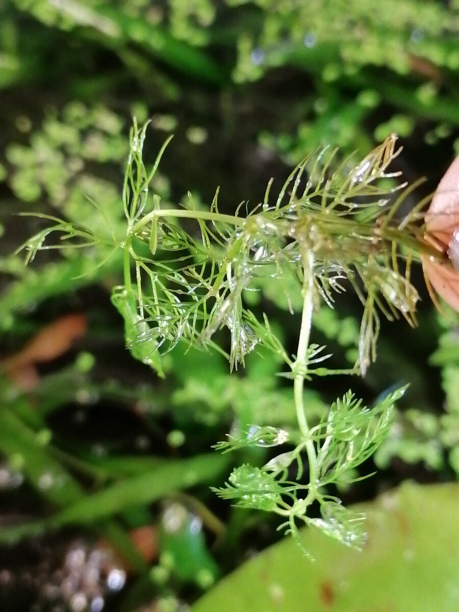 роголистник