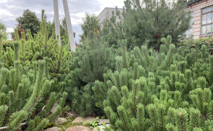    фото Курские известия