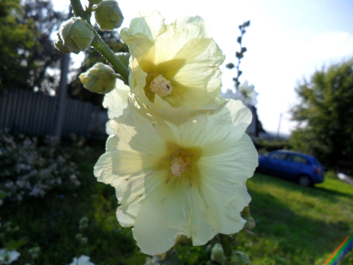 Мальва - яркая ассоциация с летним деревенским утром. Фото автора.