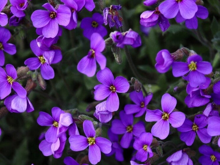     В новой земле цветы будут негативно влиять на настроение. Фото: freepik