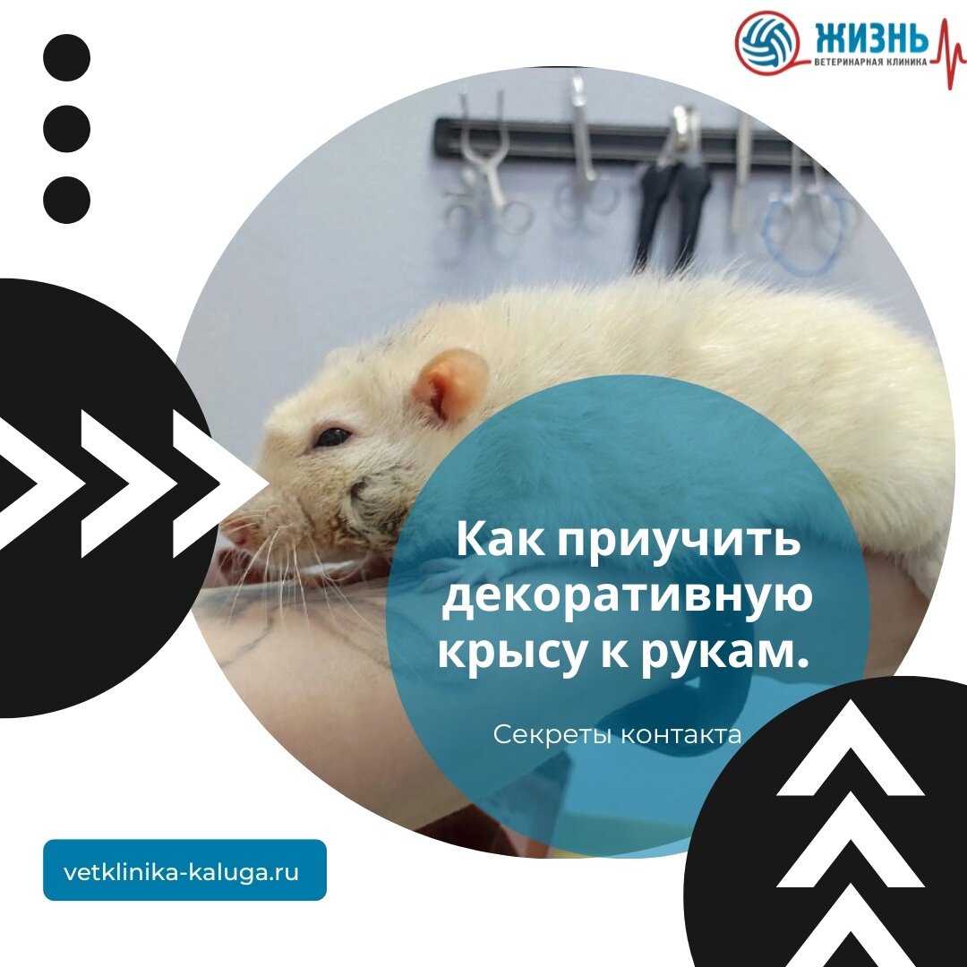 Ветврач ратолог в Калуге. Лечение крыс. 