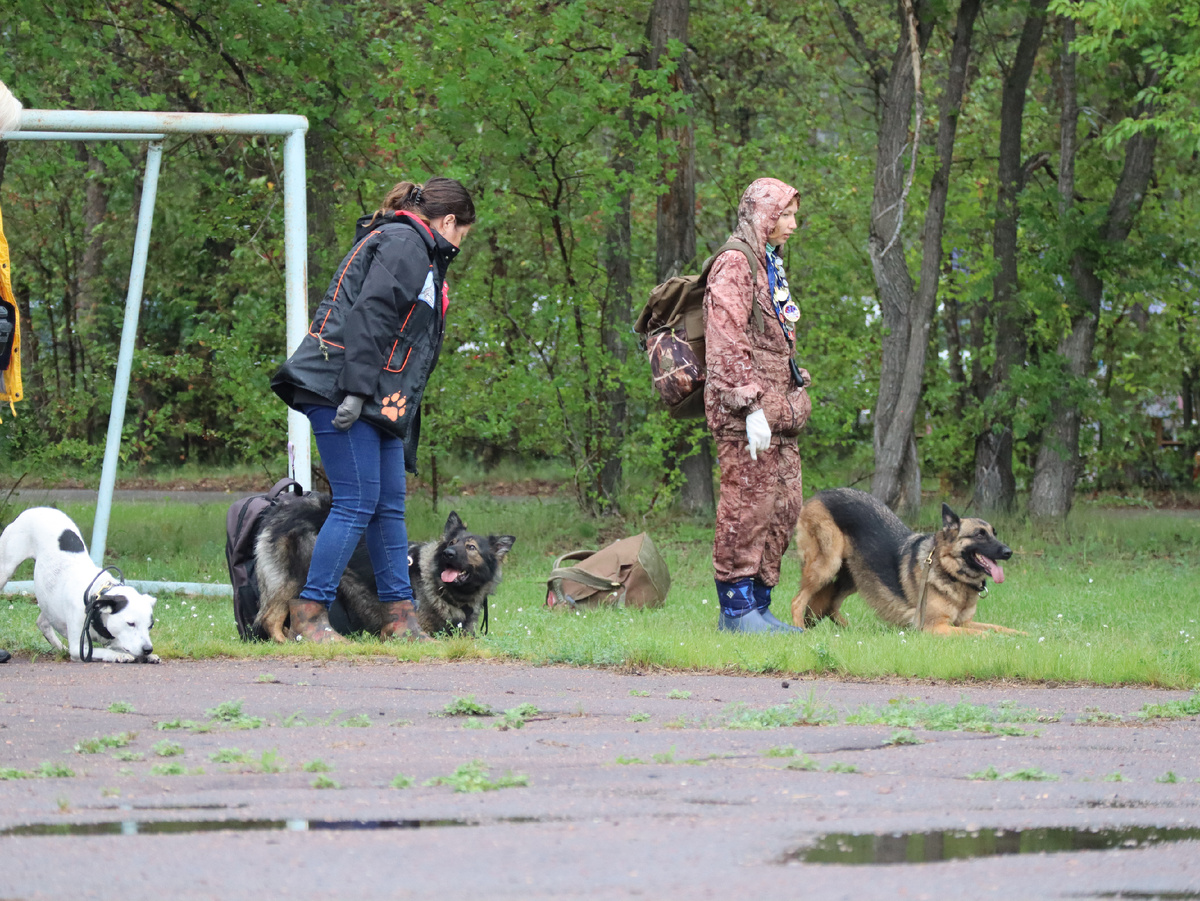 Дрессировка омск. Белоусовы собак в омске дрессировка. Дрессировка служебных собак. Дрессировка собак реклама. Декоративное собаководство.