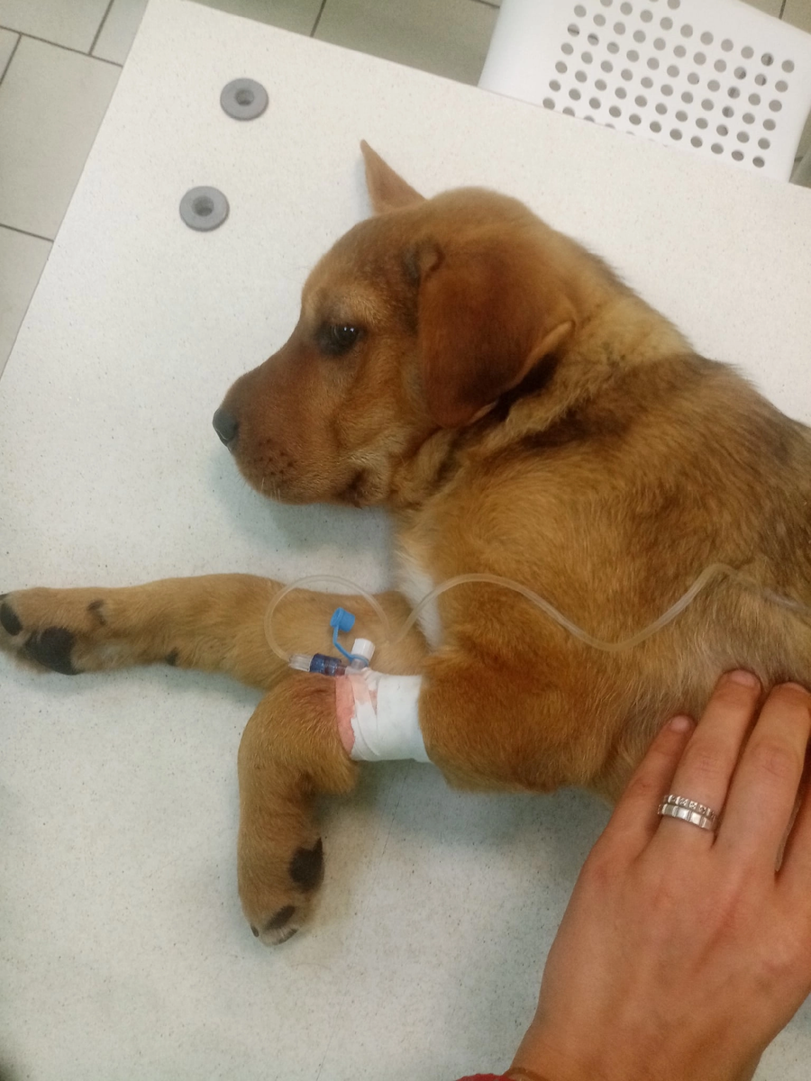 Год назад Барни бросили в луже под ливнем. А что с ним сейчас ...