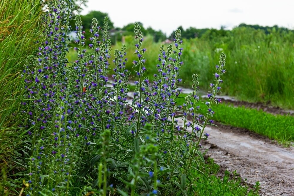    Синяк обыкновенный растет вдоль дорог и оврагов, на сухих лугах и в степях