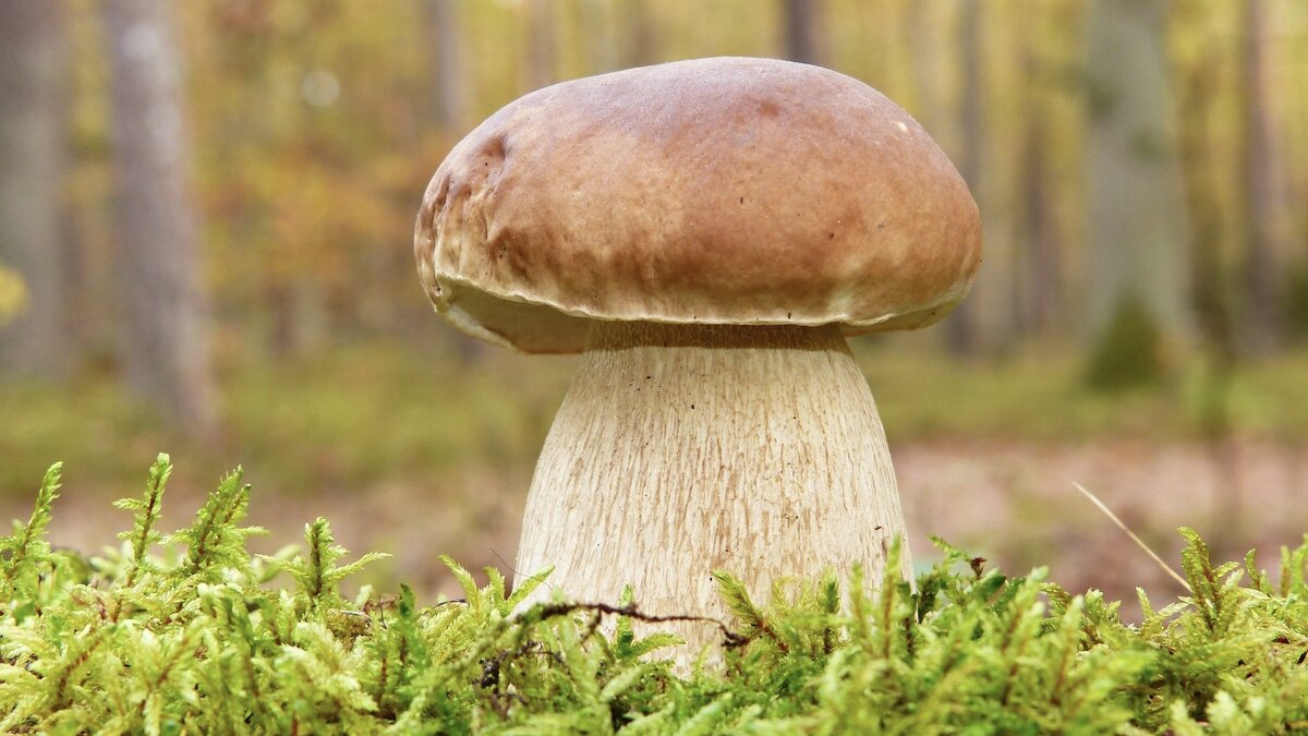 ✅ Белый гриб (Boletus Edulis)