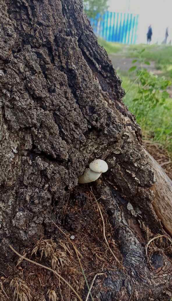 Встретил в городском парке вот такого извращенца.