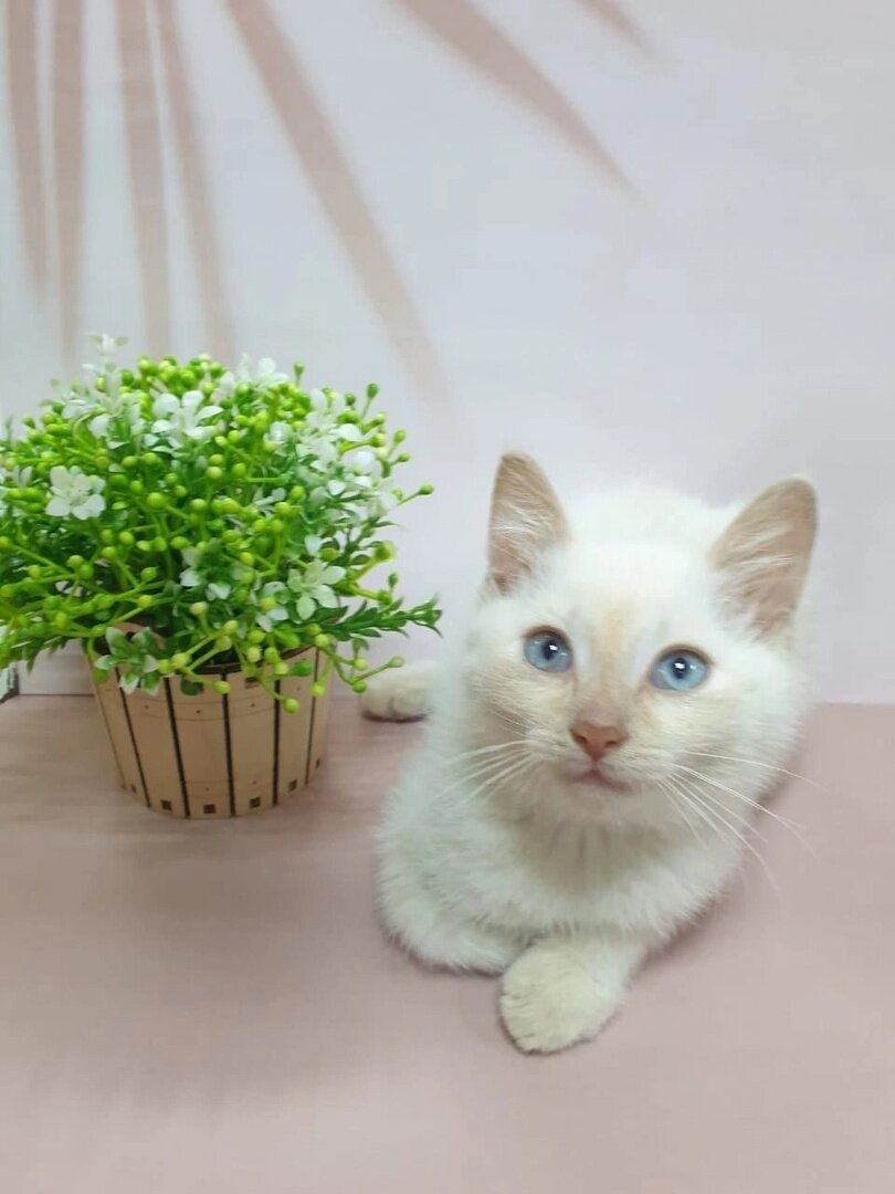 Ты же придёшь за мной, Человек?