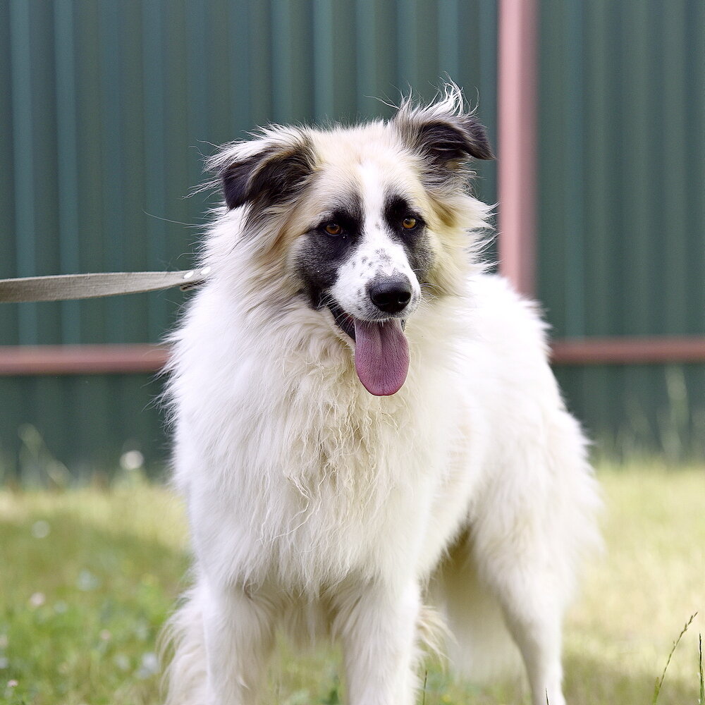 А если белую канву печали в серый цвет окрасят? Я солнце в гости позову и с головой укроюсь в счастье!