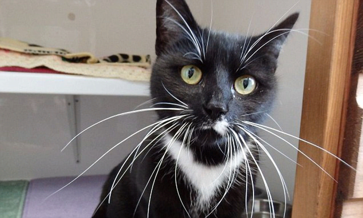 усатая кошка. длинные усы у кошки. длинные усы у кошки. длинные усы у кошки. длинные усы у кошки.