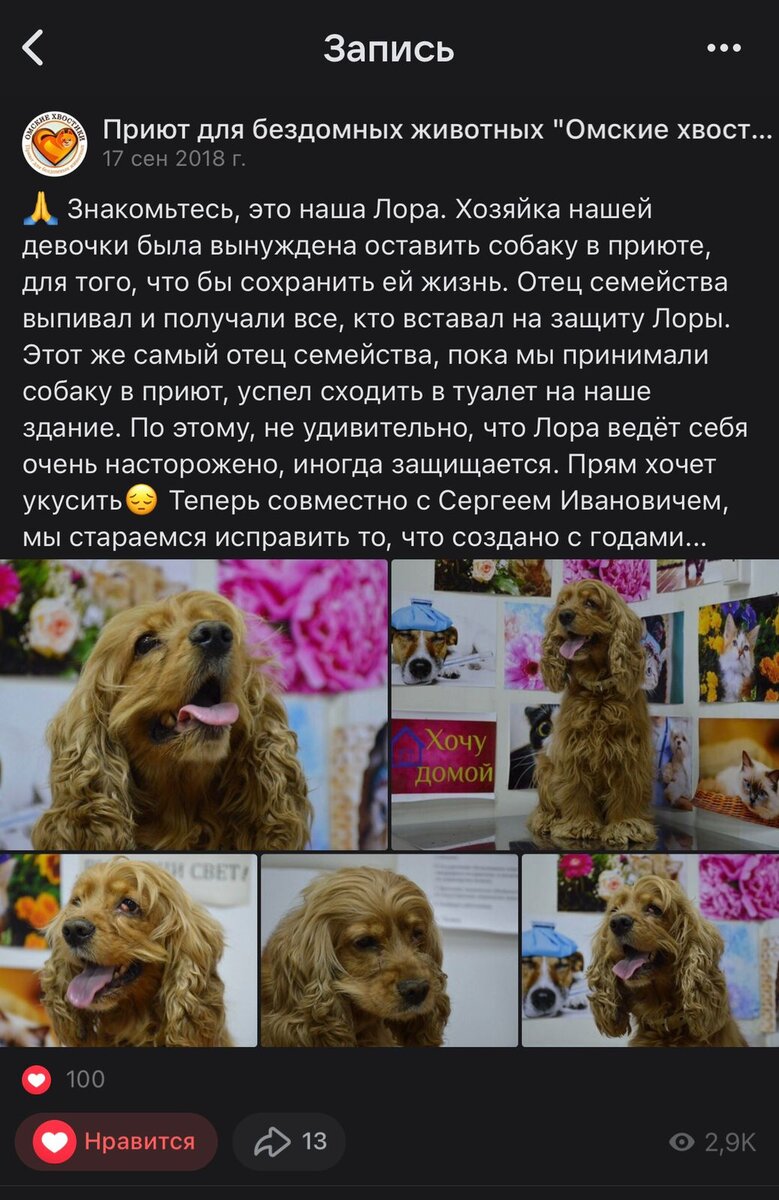 Лора поступила в приют в 2018 году
