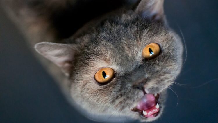 Фото из Интернета.