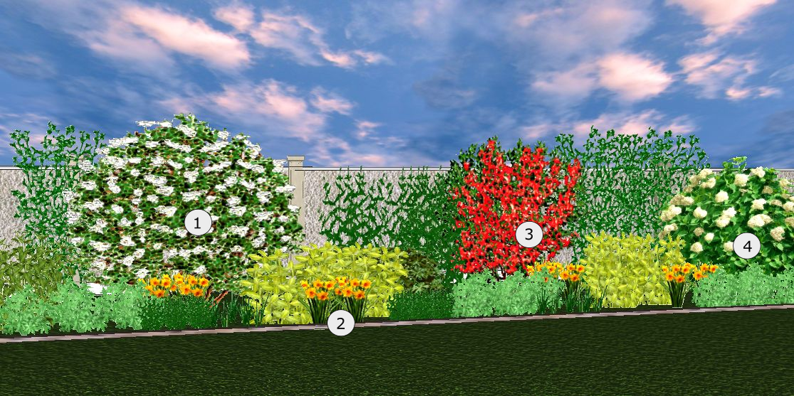 Май: 1 - арония (черноплодная рябина), 2 - нарциссы, 3 - айва "Fire Dance", 4 - калина обыкновенная "Компактум"