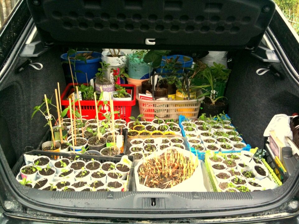 А как вы перевозите рассаду на дачу?