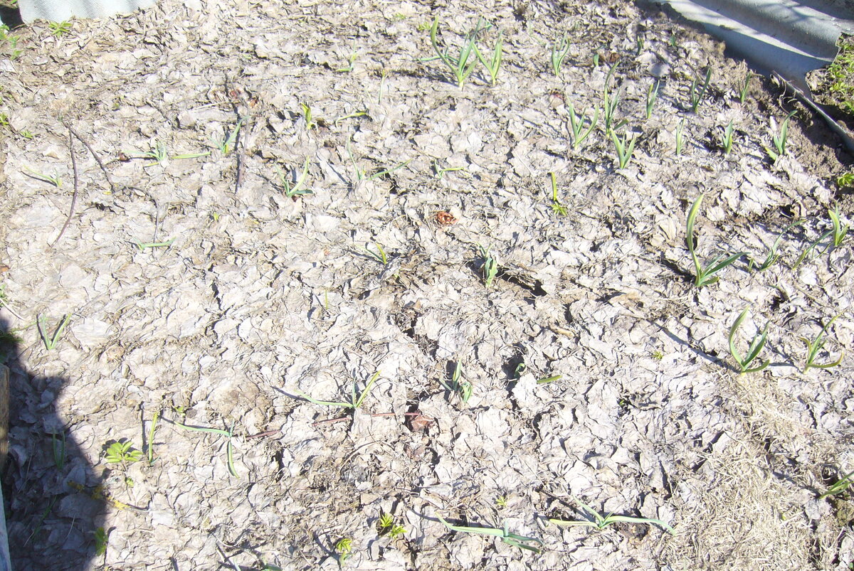 Так чеснок выглядел 14 апреля