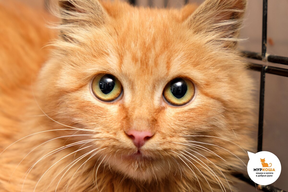 Джинджер 8 месяцев,  котенком нашли у помойки. У кошечки лейкоз. Особого лечения не требуется, но необходимы внимательное отношение к здоровью и периодическое наблюдение у ветеринара. Пристраивается одной кошкой в семью.