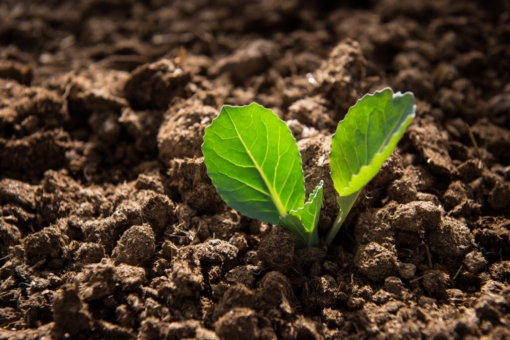 Рассада капусты.