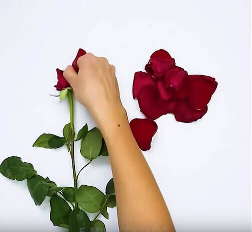 Сбор лепестков роз