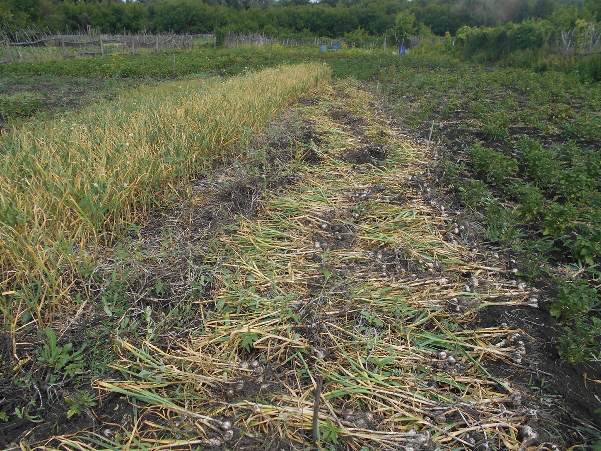 Чеснок убран.