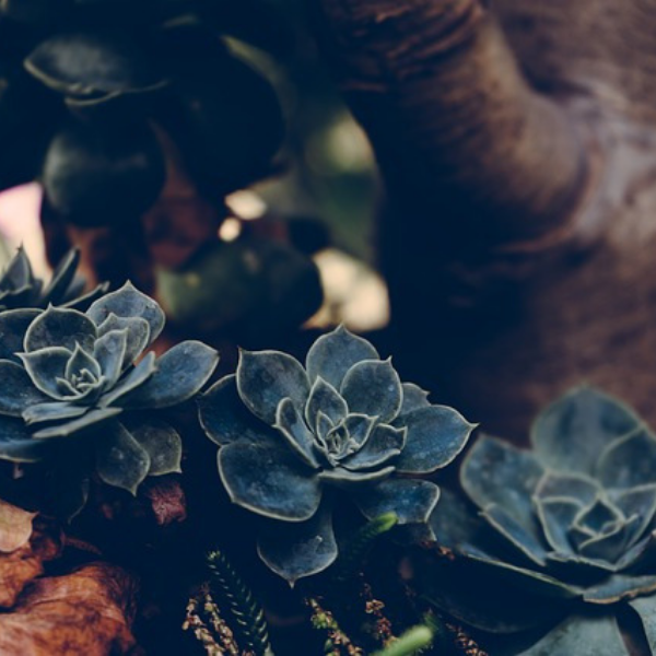https://pixabay.com/ru/photos/%D0%B7%D0%B0%D0%B2%D0%BE%D0%B4-%D1%81%D1%83%D0%BA%D0%BA%D1%83%D0%BB%D0%B5%D0%BD%D1%82%D1%8B-%D0%B1%D0%BE%D1%82%D0%B0%D0%BD%D0%B8%D1%87%D0%B5%D1%81%D0%BA%D0%B8%D0%B9-1594943/