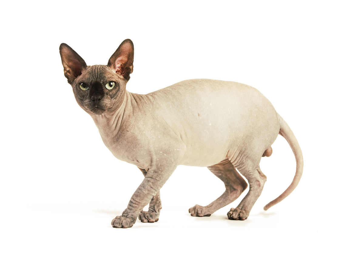 https://www.royal-canin.ru/upload/iblock/95f/28_sphynx_stand_up_images_photos_animal_000072_color_1480.jpg