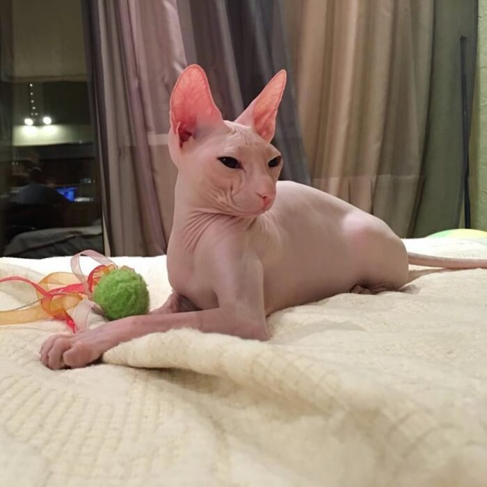 Источник: www.instagram.com/sphynx.nefa