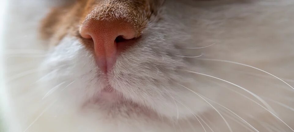 Нос у кошки