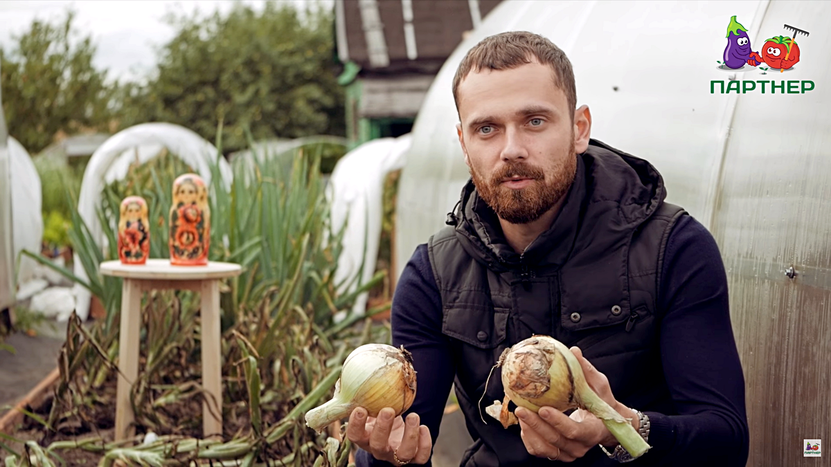 Сбор урожая лука Эксибишен