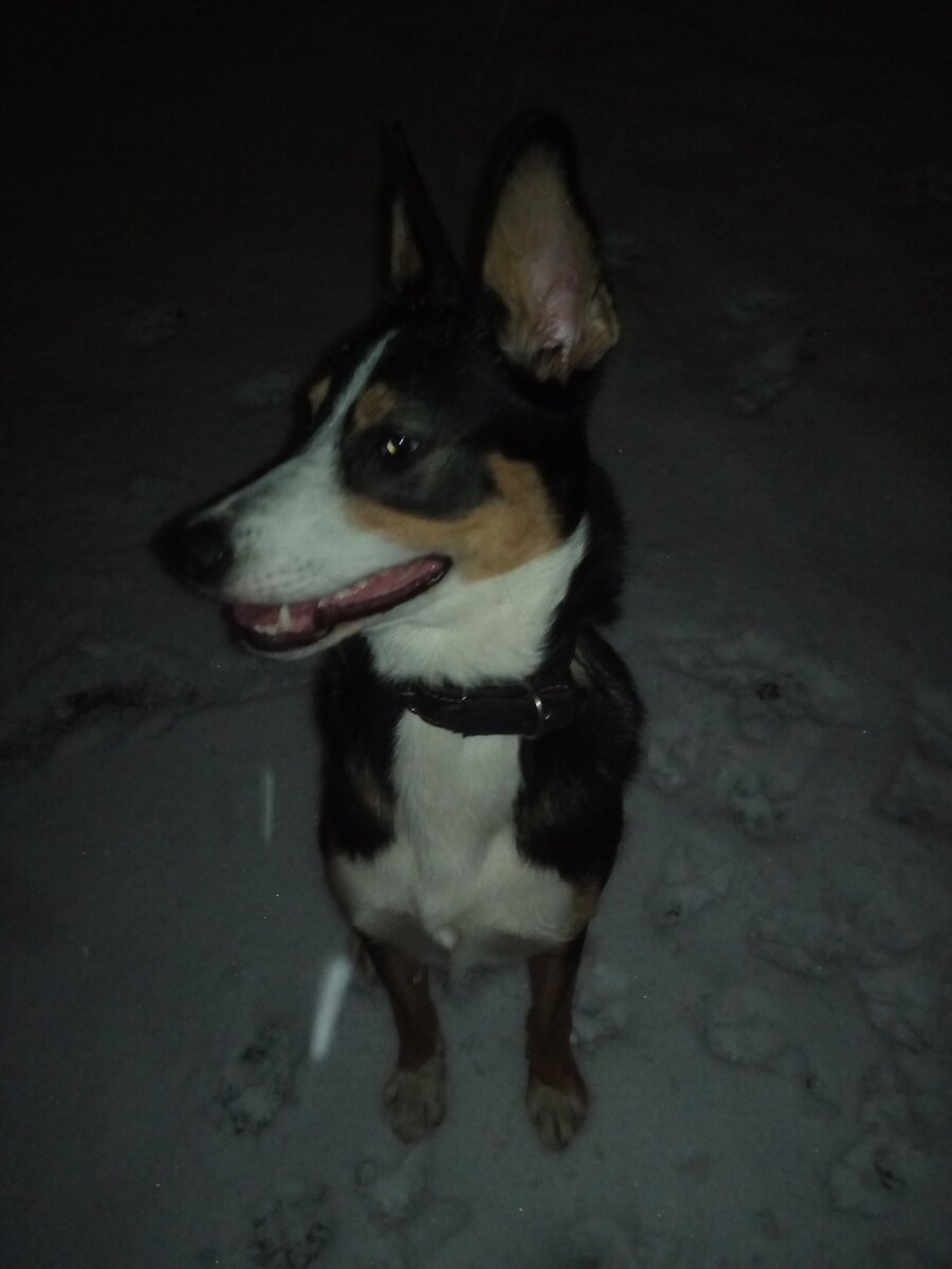 Слыш, хозяин, вкусняшку дай! А вообще с этой мордой я физически не справлюсь. Так что Джес, я пришёл договориться!