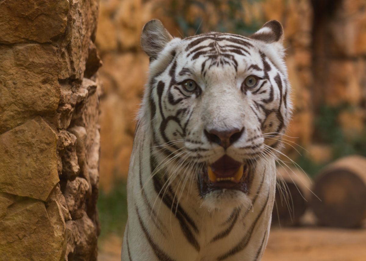 Белый бенгальский тигр